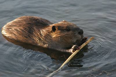 De bever ligt Beek zwaar op de maag: onbekenden steken dam door met grijper