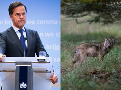 Nieuws gemist? Oppositie hakt in op Rutte en natuurfotograaf spot roedel wolven op de Veluwe