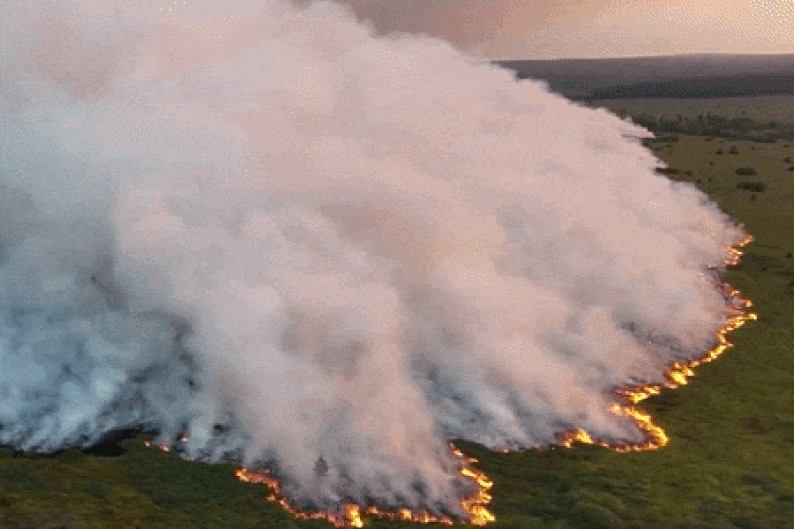 2.876 hectare verbrand, maar de schade zit nog veel dieper: waarom de veenbrand in de Hoge Venen zo verwoestend is