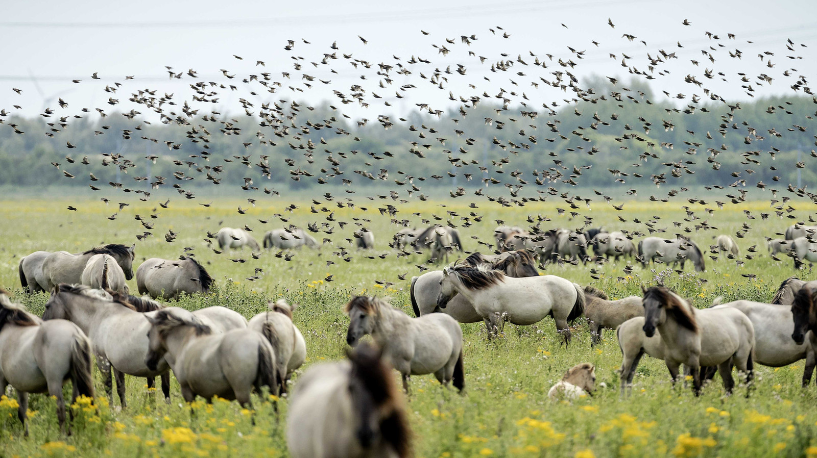 Definitief aantal grote grazers in Oostvaardersplassen drastisch