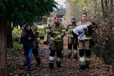 Gewonde ree gered in Oeffelt
