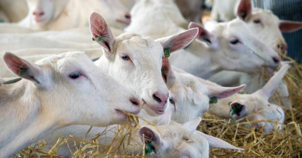 Geitenhouder mag verder bouwen aan fundering van stallen - BD.nl