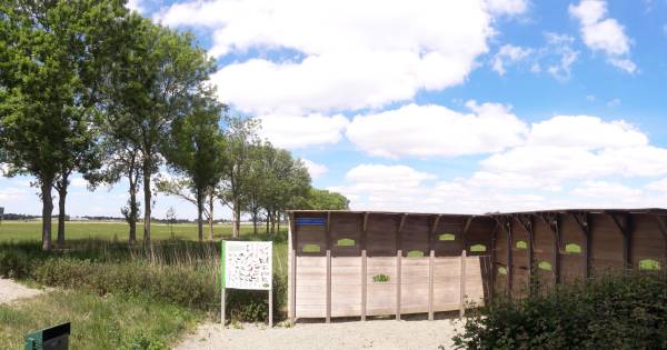 400 zieke essen rond Ammerzoden moeten weg | Bommelerwaard - BD.nl