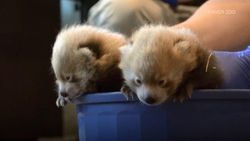 Superschattig: zoo van Denver toont pasgeboren rode pandawelpjes