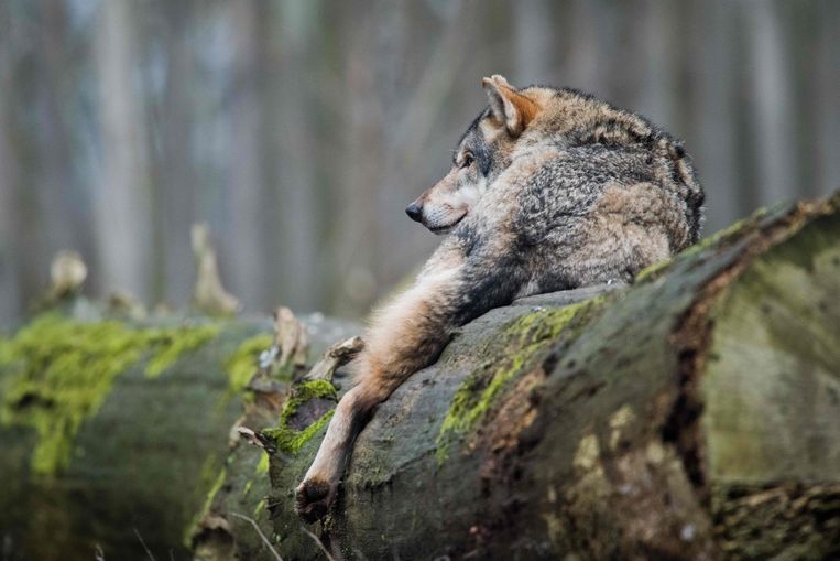 Jagen op wolven wordt eenvoudiger in Duitsland nu ze steeds vaker schapen aanvallen Buitenland