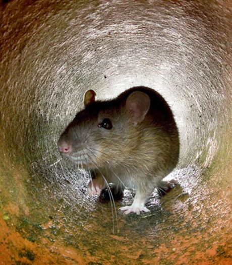 De Rattenvangers Van Diepenveen Deventer Destentor Nl