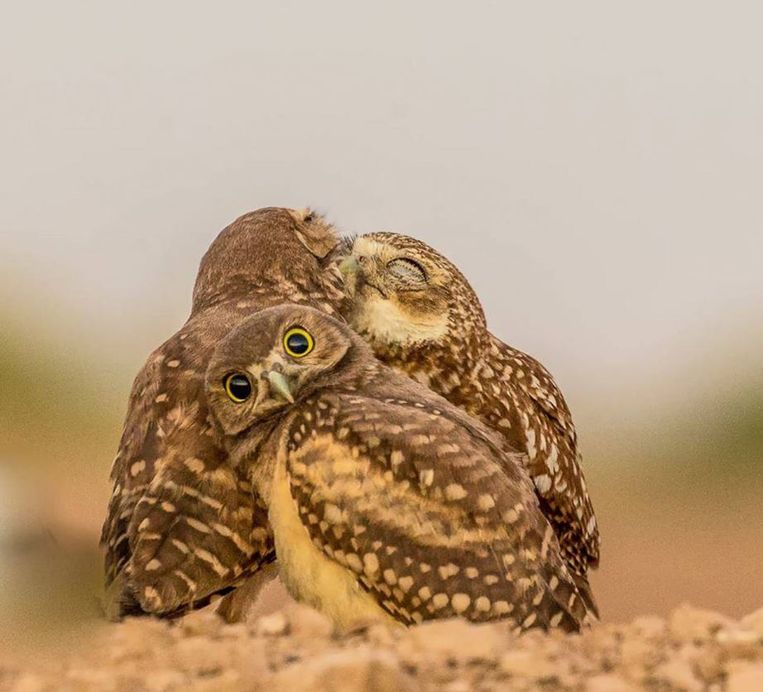 Comedy Wildlife Photography Awards.