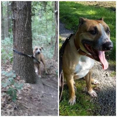 Baasje van in bos gedumpte hond opgespoord dankzij (social) media