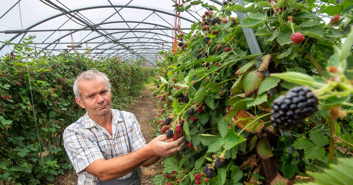 Voor Weggeefprijs Bramen Plukken Teler Bunt Uit Slijk Ewijk Weigert Lage Prijs Veiling Overbetuwe Gelderlander Nl Wij gaan graag op weg met een (opstartende) (woon)groep. weggeefprijs bramen plukken teler bunt