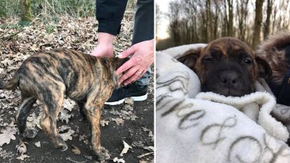 Puppies achtergelaten in vrieskou in Harelbeke: "Breng ze naar asiel in plaats van ze te dumpen"