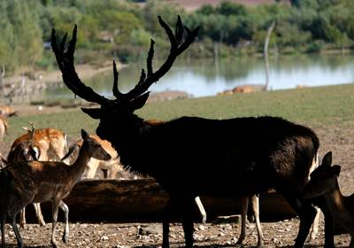 Wilde herten dringen bejaardentehuis binnen en zetten boel op stelten