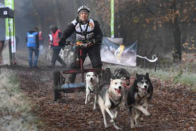Wonderlijk gezicht: sleurende honden in bossen bij Landhorst