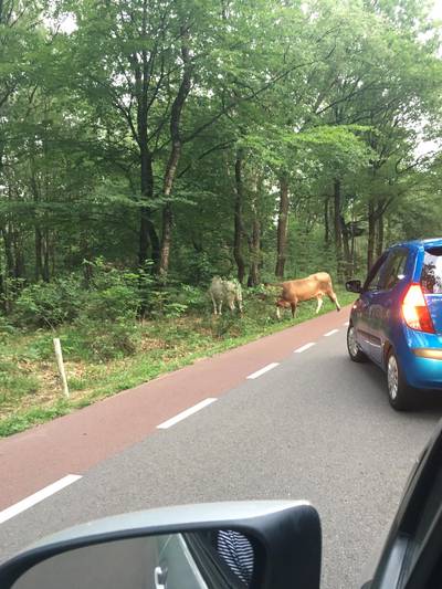 Uitstapje koeienduo op Amerongseberg is voorbij