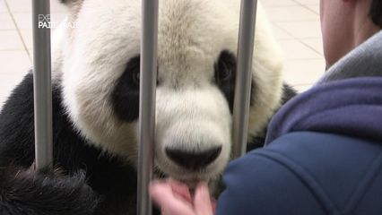 3. L'entrainement médical des pandas