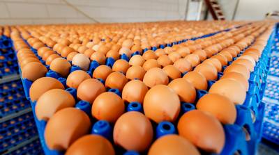 ChickFriend kocht fipronil als fypro-rein