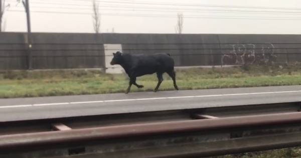 A15 bij Dodewaard dicht vanwege loslopende stier; in beide richtingen file - De Gelderlander