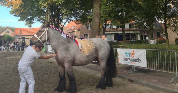 Trekpaard neemt Biggekerke over (video) | Walcheren - PZC