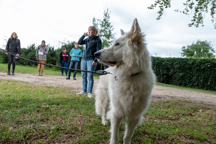 Hulphond Veron speelt de hoofdrol in de praktijkopdracht voor studenten van de nieuwe post hbo-opleiding Therapie met inzet van dieren.