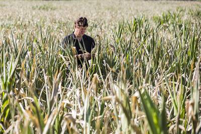 Oogsten weer mislukt: mais en groenten in de Achterhoek verloren door tweede droge zomer