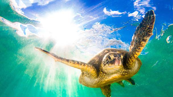 Madagascar: Earth's Tropical Islands