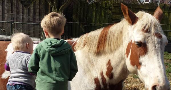 American Paints: bijzondere paarden op het Twentse platteland in Delden