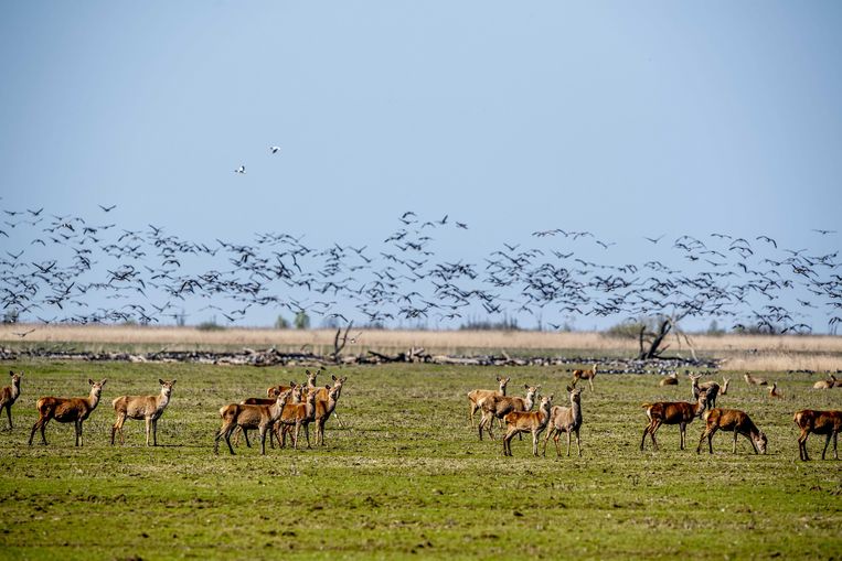 Raad van State: Afschot van edelherten in Oostvaardersplassen mag - Trouw