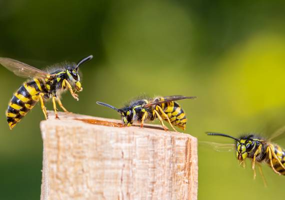 Eerste hulp bij wespenoverlast: zo houd je ze op afstand