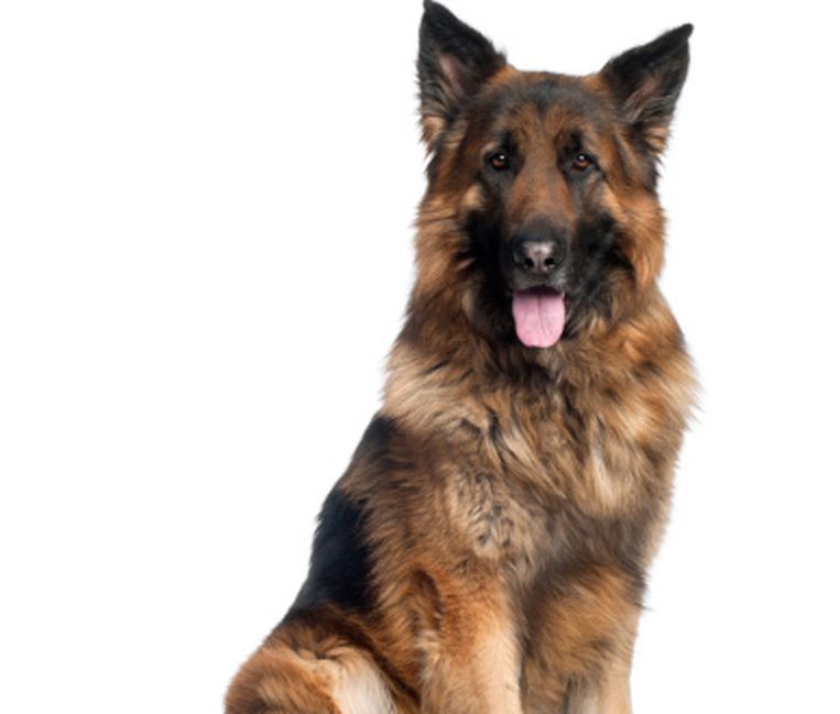 Ook een hond heeft recht op privacy, vindt de rechter - Trouw