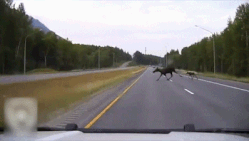 Politiewagen kan een eland en haar kalf maar net ontwijken