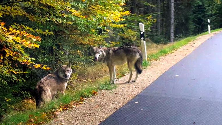 Twee wolven op de openbare weg nabij Lindberg in Beieren.