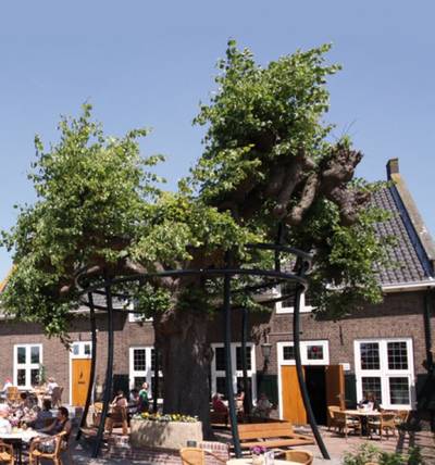 350 jaar oude linde bij Radstake is ziek en gaat naar Burgers’ Zoo