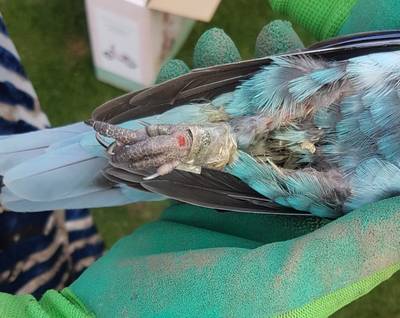 Uitgeputte parkiet met samengebonden pootjes gevonden in tuin: ‘Sadisme ten top om een dier zo toe t