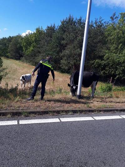 Koe breekt los naast A58 bij Gilze, krijgt waarschuwing van de politie