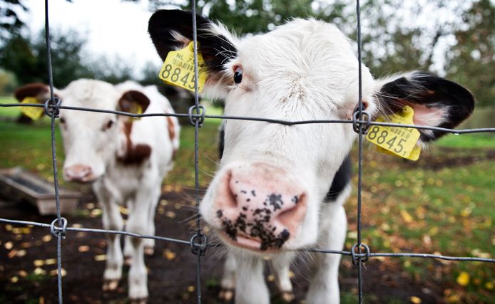 De agrarisch in het Vechtdal willen met Boert Bewust onder meer de koeien van (heel) dichtbij laten zien.