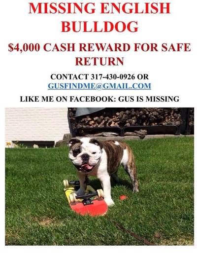 Gus is weg! Wie roofde skatende bulldog uit de tuin?