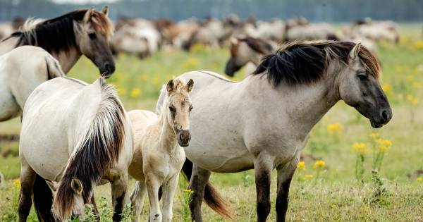 Jonge actievoerders vragen koning om konikpaarden op Texel van slacht te redden - Tubantia