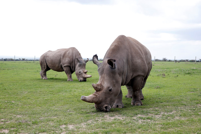 Twee neushoorns in een nationaal park in Kenia.