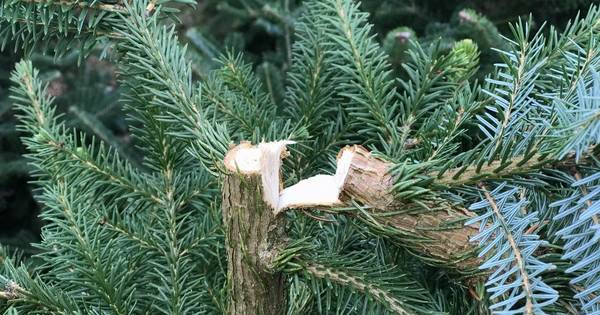 Honderden kerstbomen vernield in Harbrinkhoek; 10.000 euro aan schade - Tubantia