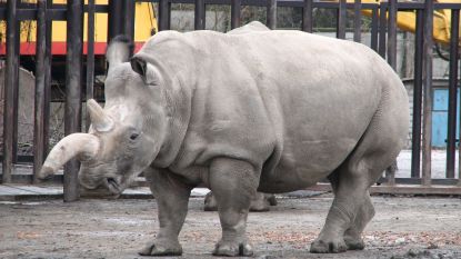 Wacht deze zes prachtige dieren hetzelfde lot als de noordelijke witte neushoorn?