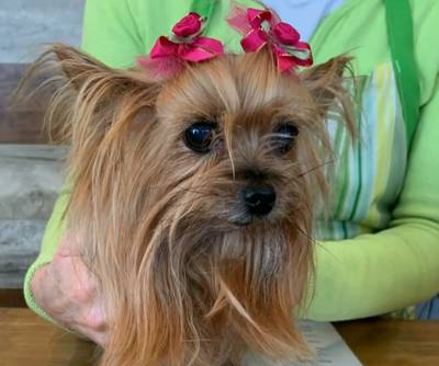 Yorkshire terriër verpletterd nadat koerier zwaar postpakket over schutting gooide