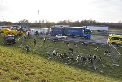 Ruim 100 kalfjes dood na ongeluk met veewagen op A16