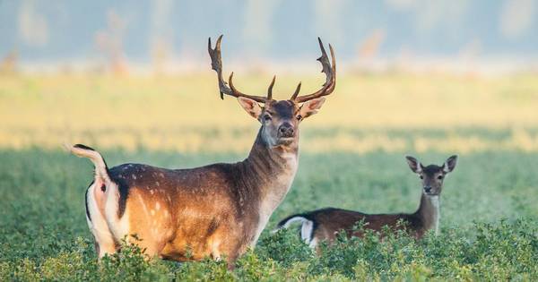 Damhert steeds vaker te zien in de Hoeksche Waard - AD.nl