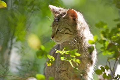 De wilde kat is terug in Nederland