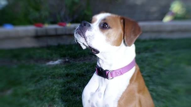 Cesar Millan: Doggie Nightmares