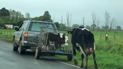 Ook koeien hebben moederinstinct: koe loopt achter haar kalfjes terwijl ze worden weggevoerd