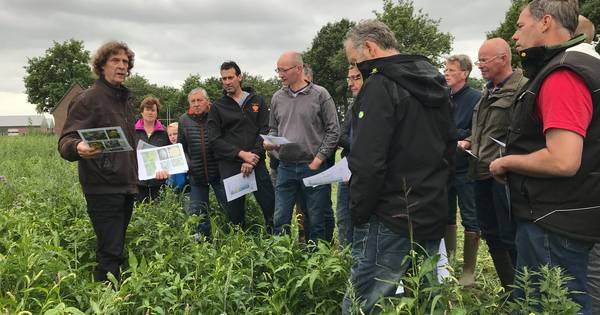 Een veld vol onkruid biedt melkveehouders kansen
