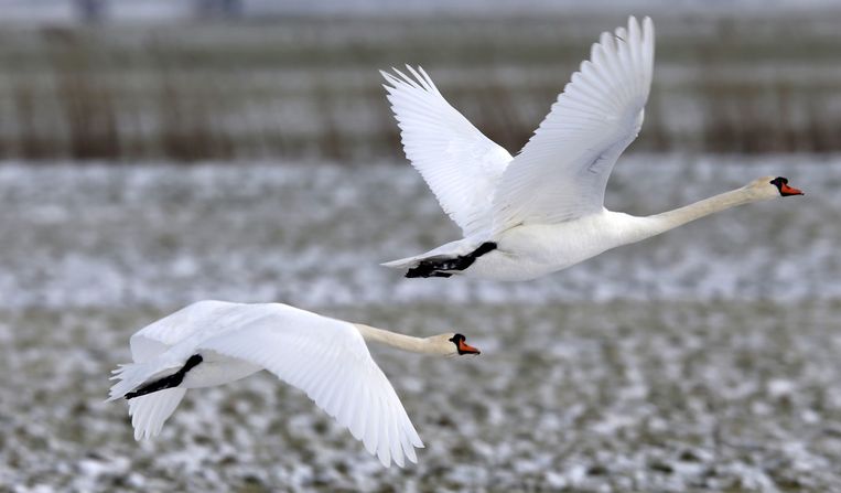 Zwanen en meeuwen onderzocht op vogelgriep - Volkskrant