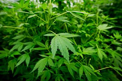 Broers Carlo en Hugo D. ontkennen dat ze wietbende leidden