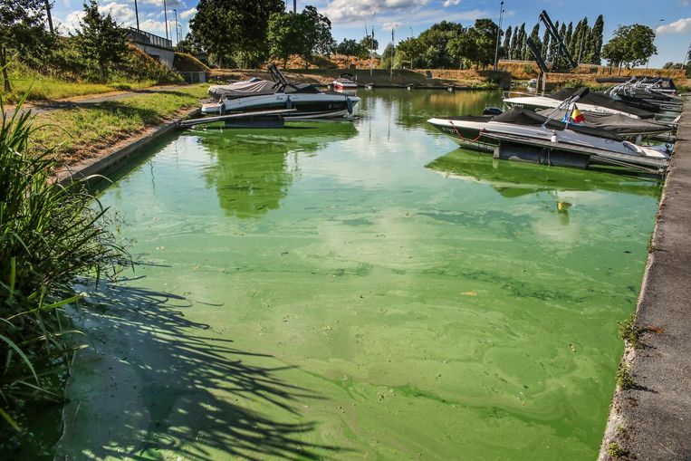 Blauwalgen Verstoren Waterpret Izegem In De Buurt Hln