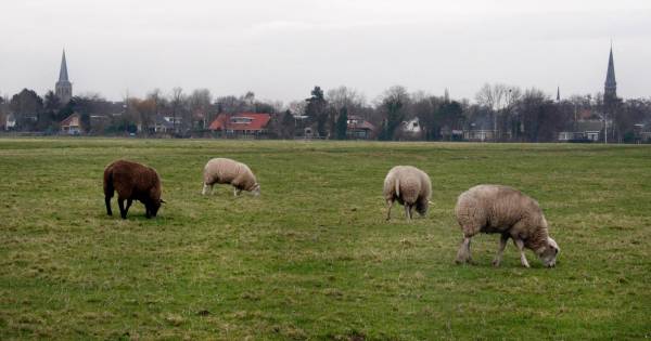 Tiel betaalt bewoonster 5.800 euro omdat ze 'agrarische uitzicht' verliest - De Gelderlander